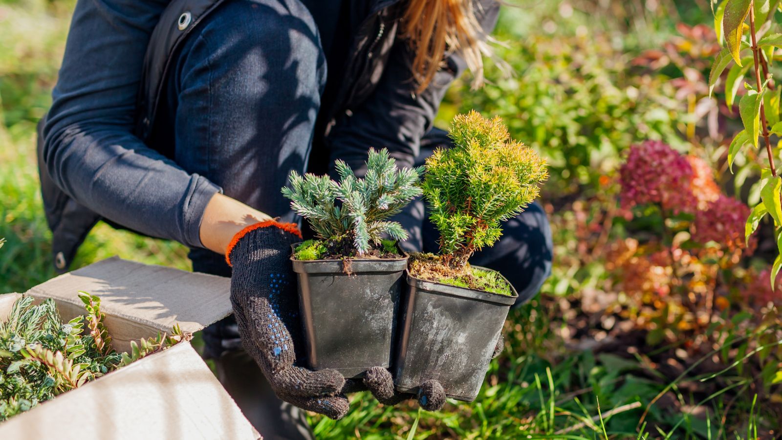 A close-up shot of a person holding several nursery pots of developing seedlings of compact variety of plants