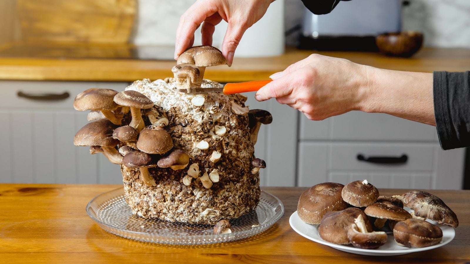 A close-up shot of a person using a small knife, in the process of harvesting young fungi indoors
