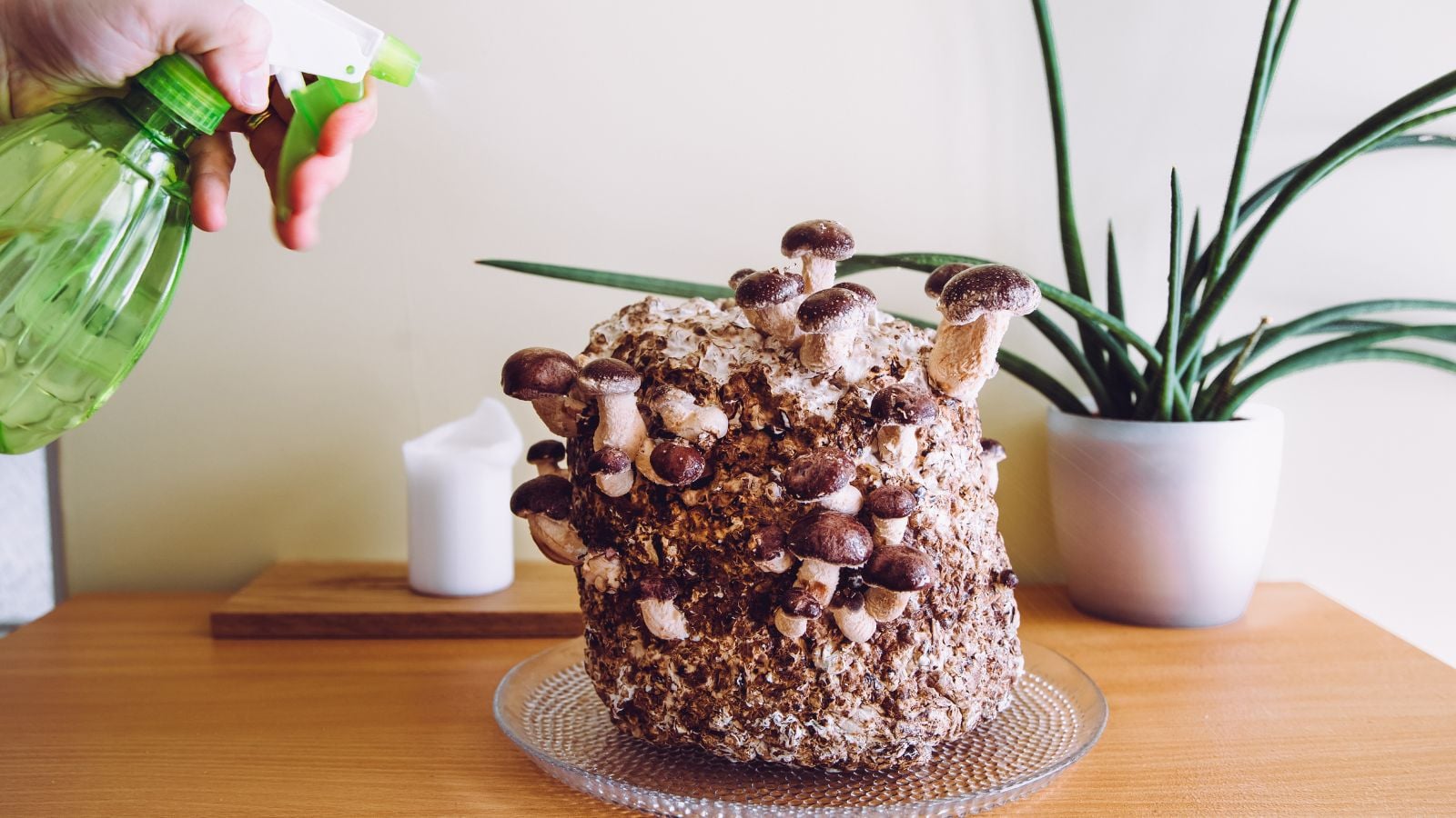 A close-up shot of a person in the process of misting a developing fungi with houseplants placed in the background on a table