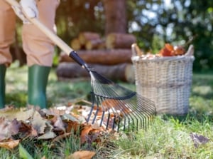 A close-up shot of a person in the process of raking dried leaves in a yard area, showcasing autumn garden tasks