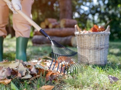 A close-up shot of a person in the process of raking dried leaves in a yard area, showcasing autumn garden tasks