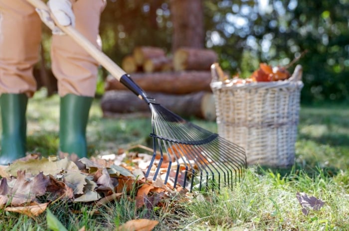 A close-up shot of a person in the process of raking dried leaves in a yard area, showcasing autumn garden tasks