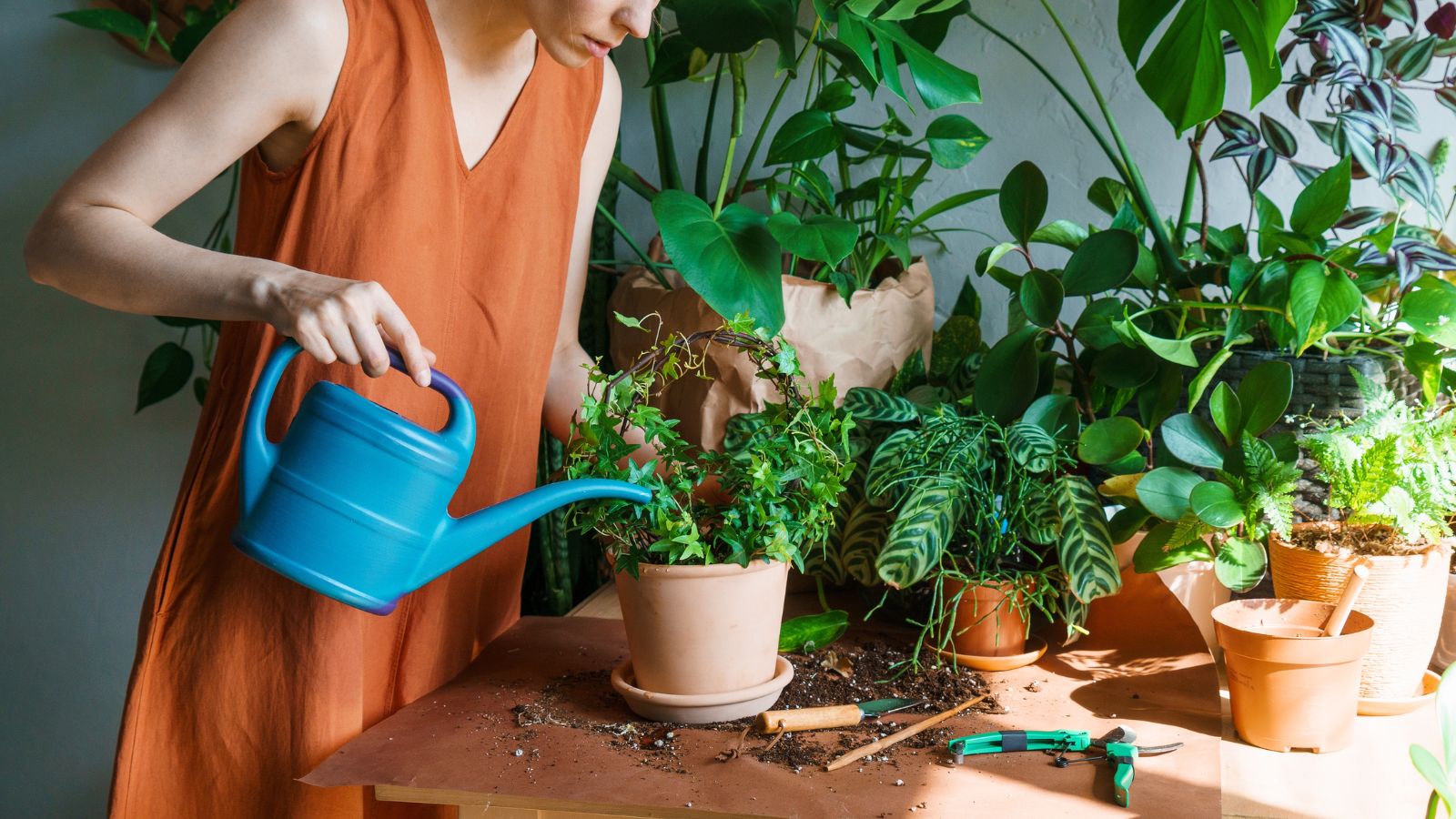 A close-up shot of a person in the process of tending to several individually potted plants in an indoor garden