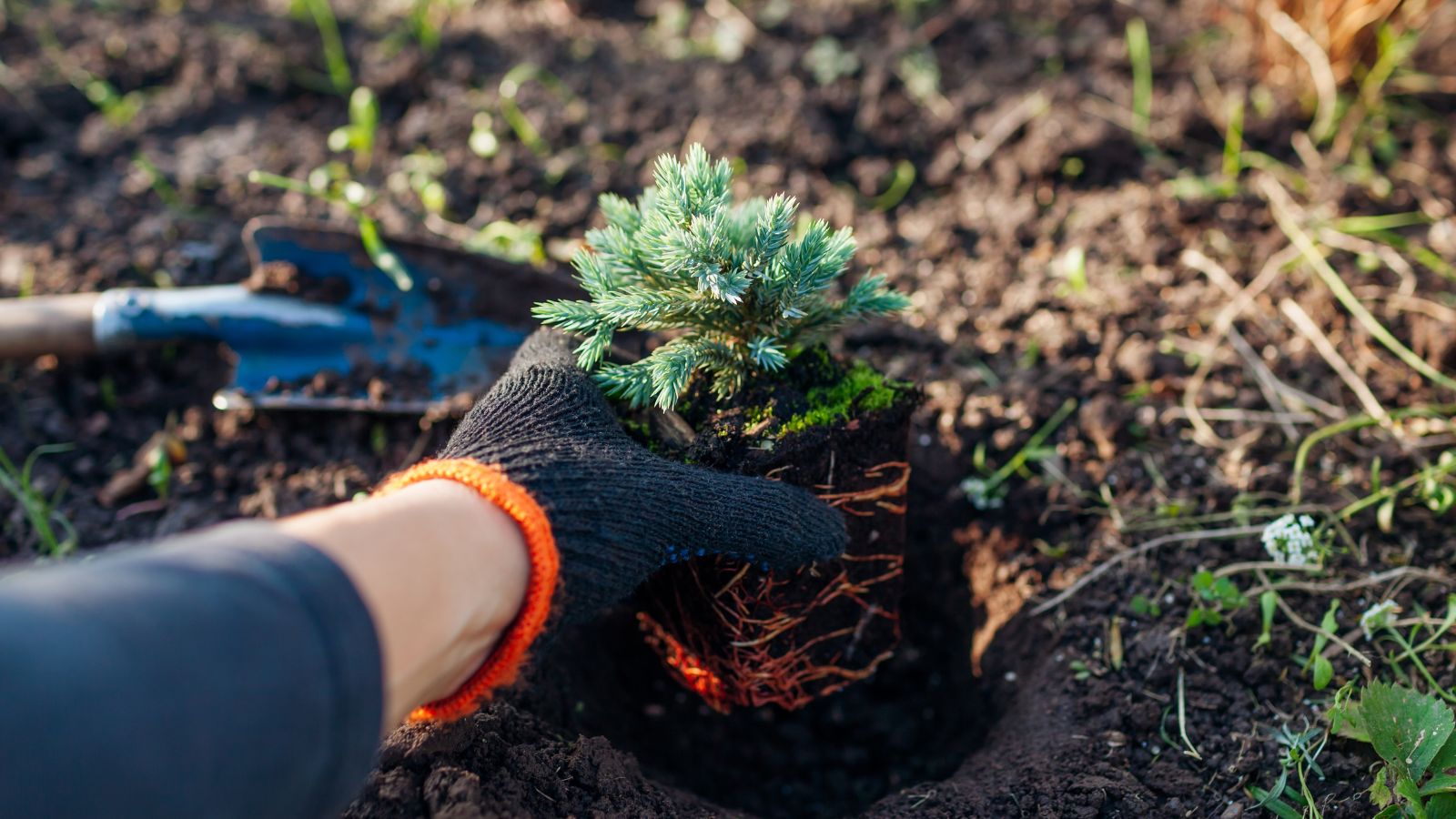 A close-up shot of a person in the process of transplanting a rooted seedling of a compact variety of plant