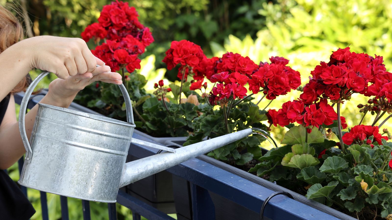 A close-up shot of a person in the process of using a watering can to water red colored flowers that is placed in a rectangular planter outdoors