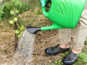 A person watering plants with straw mulch, part of back to eden gardening with lovely green foliage surrounding the gardener