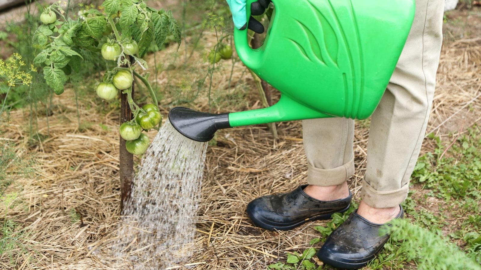 A close-up shot of a person in the process of watering mulch and supported unripe crops, using a green colored watering can in a well lit area outdoors