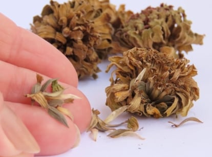 A close-up shot of a person's hand holding a dried ovule of a flower, alongside dried flowerheads, showcasing fall seed collection and storage