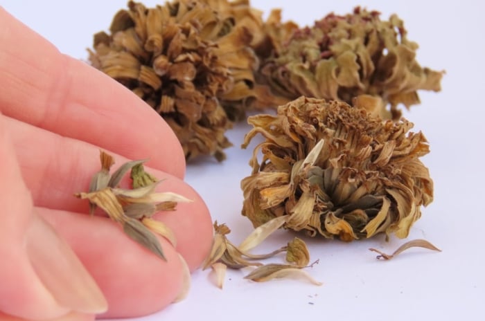 A close-up shot of a person's hand holding a dried ovule of a flower, alongside dried flowerheads, showcasing fall seed collection and storage