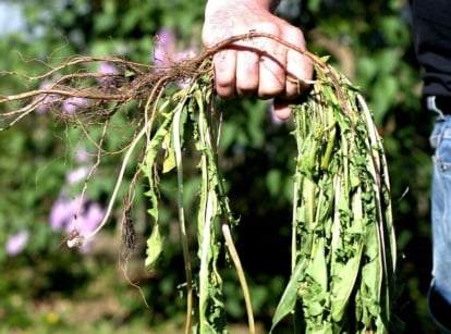 A close-up shot of a person's hand holding an uprooted foliage, showcasing how to get rid of invasive plants
