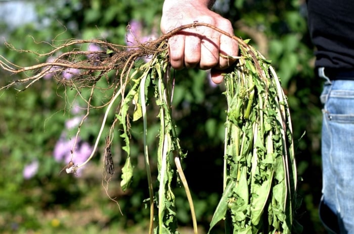 A close-up shot of a person's hand holding an uprooted foliage, showcasing how to get rid of invasive plants