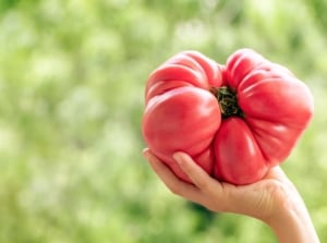 A close-up shot of a person's hand holding large harvested red beefsteak tomato fruit, showcasing giant vegetable varieties