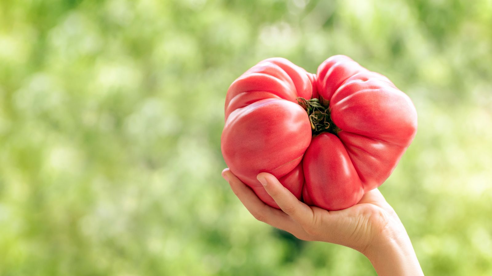 A close-up shot of a person's hand holding large harvested red beefsteak tomato fruit, showcasing giant vegetable varieties