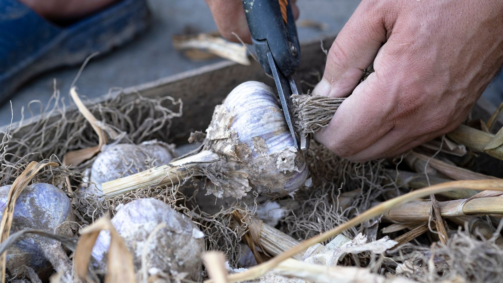 A close-up shot of a person's hand in the process of cutting of roots of a bulb, placed alongside the same crop in a wooden container
