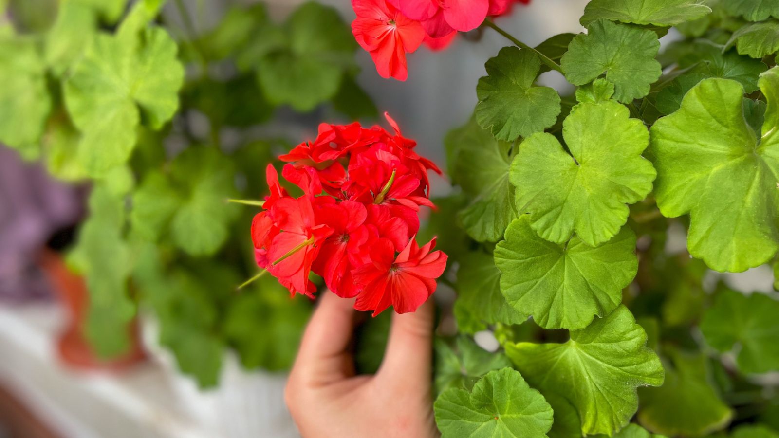 A close-up shot of a person's hand in the process of inspecting a blooming red flower alongside its green foliage
