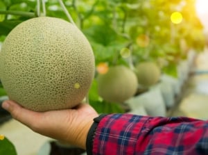 A close-up shot of a person's hand in the process of inspecting a ripe and round fruit, showcasing how to tell if melons are ready to harvest
