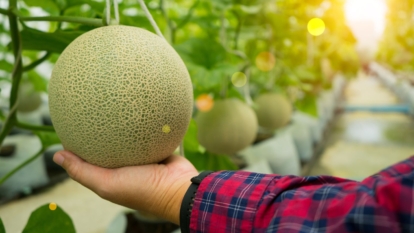 how-to-tell-if-melons-are-ready-to-harvest