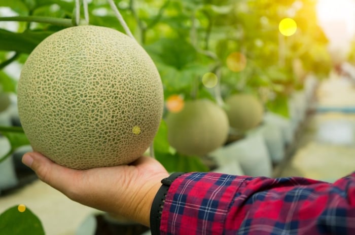 A close-up shot of a person's hand in the process of inspecting a ripe and round fruit, showcasing how to tell if melons are ready to harvest