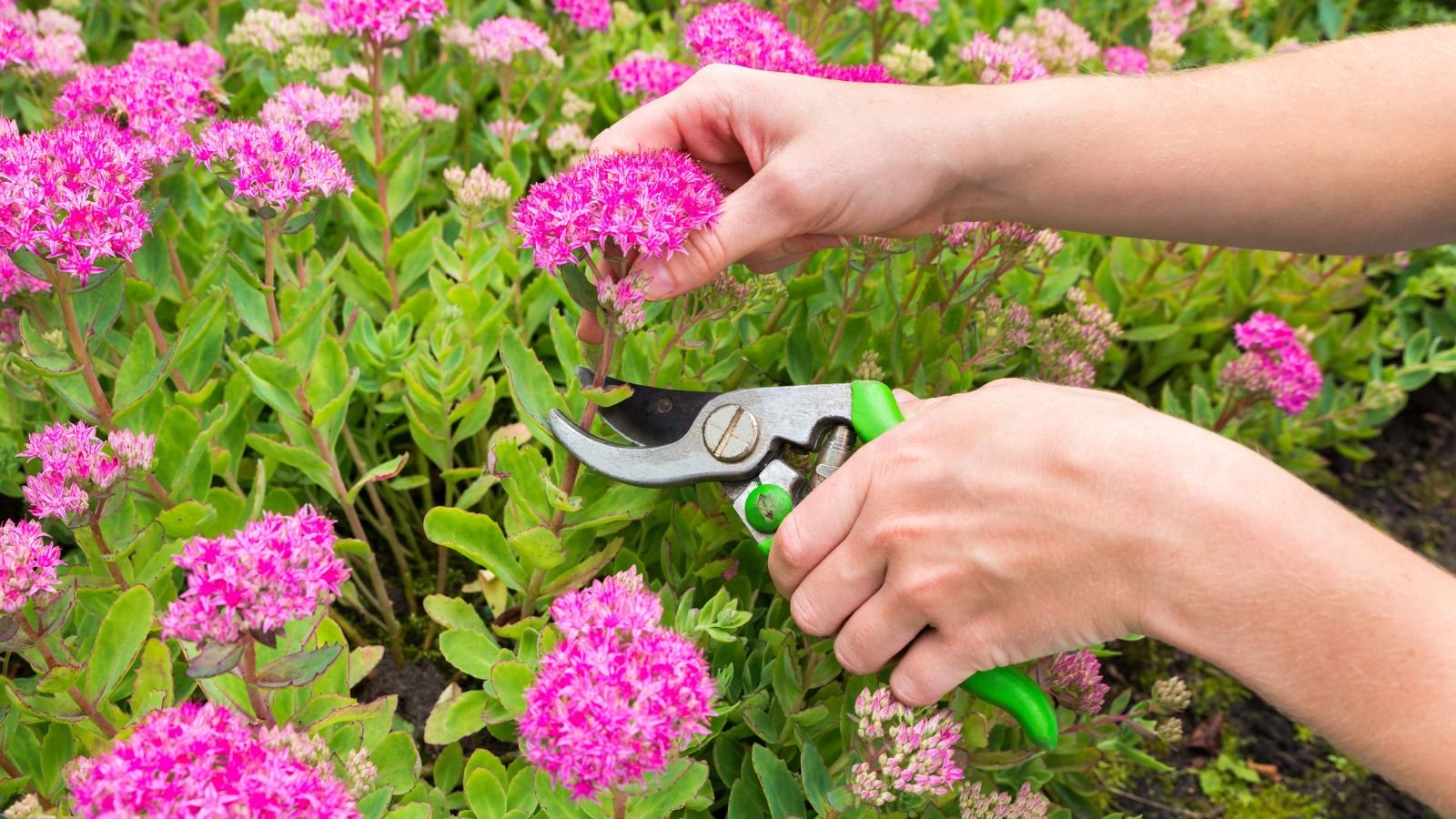 A close-up shot of a person's hand in the process of pruning pink colored flowers using clean hand pruners, situated in a well lit area outdoors