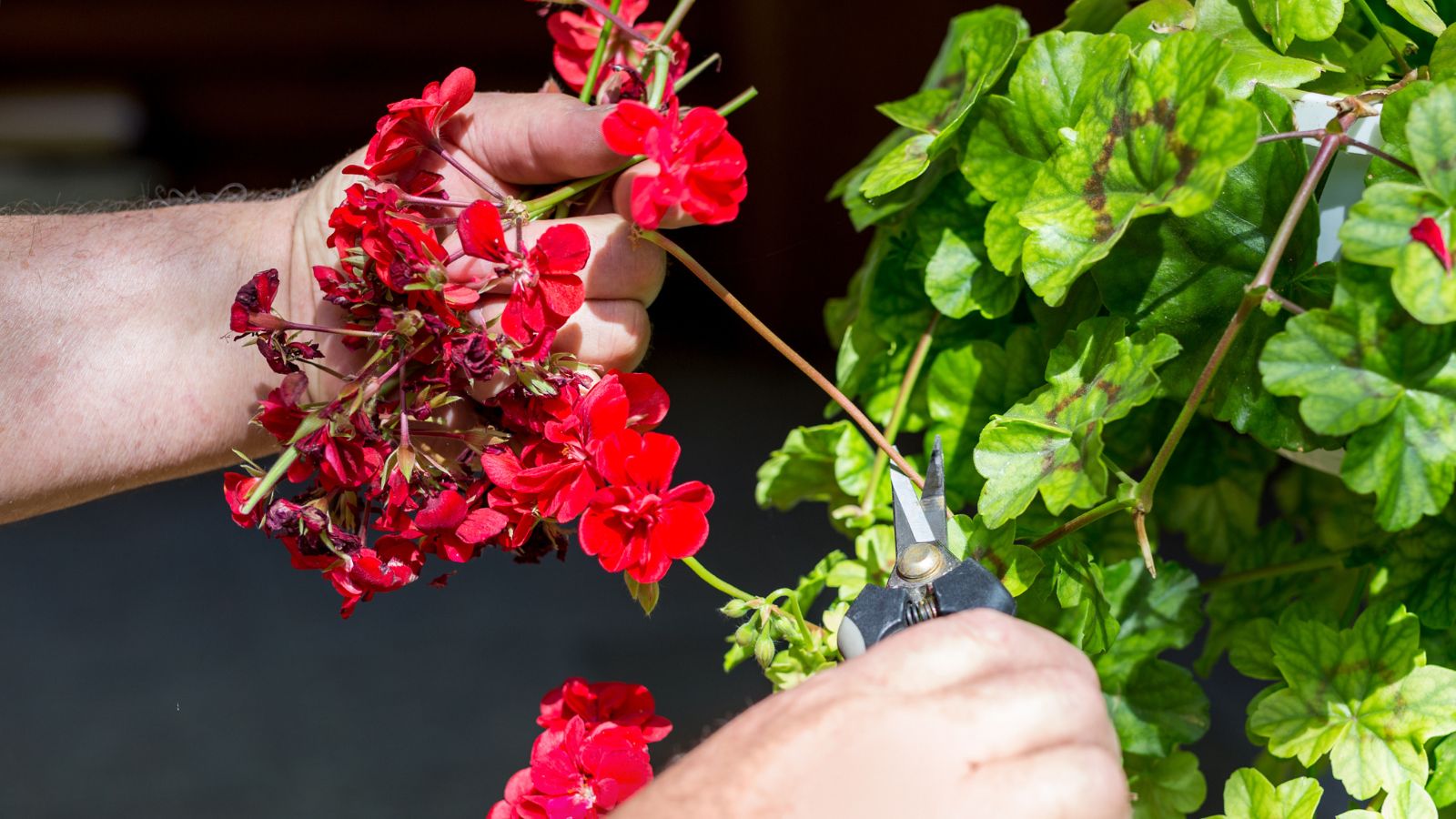 A close-up shot of a person's hand in the process of trimming off dead flower heads and stems in a well lit area outdoors