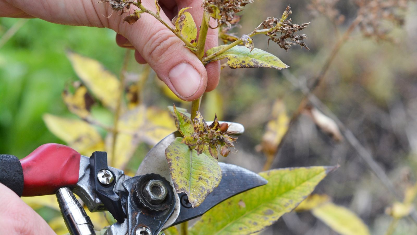A close-up shot of a person's hand in the process of trimming off wilting and yellowing blooms and leaves