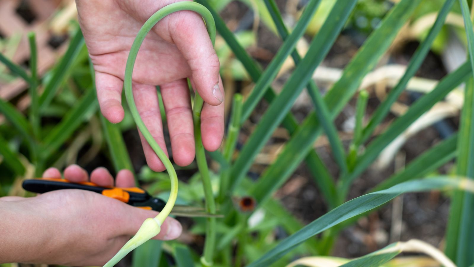 A close-up shot of a person's hands in the process of trimming scapes of a crop in a well lit area outdoors
