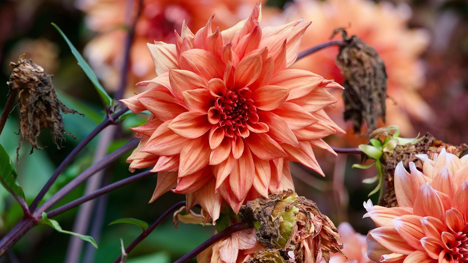 A close-up shot of a pink colored bloom alongside several wilted and spent flowers