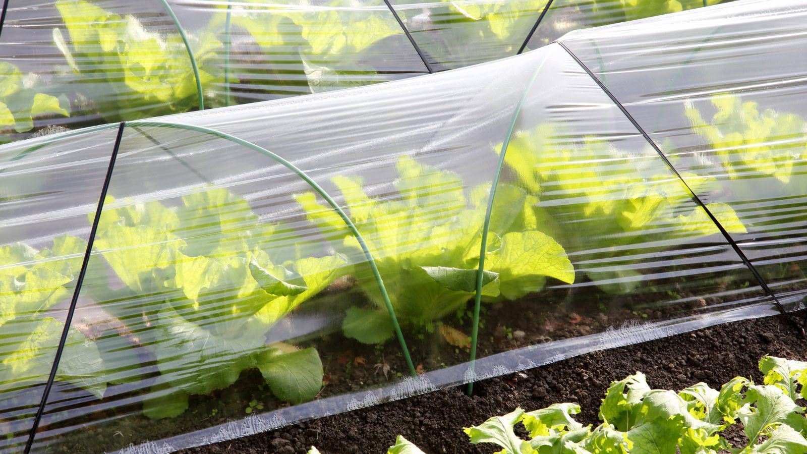 A close-up shot of a row of developing crops covered with a transparent greenhouse plastic cover outdoors