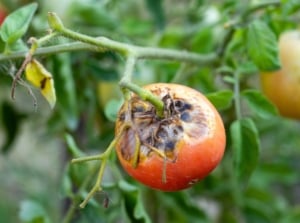 A close-up shot of a small composition of damaged and diseased round fruits, showcasing late summer tomato diseases