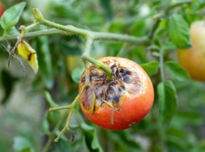 A close-up shot of a small composition of damaged and diseased round fruits, showcasing late summer tomato diseases