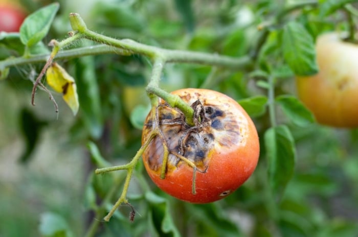 A close-up shot of a small composition of damaged and diseased round fruits, showcasing late summer tomato diseases