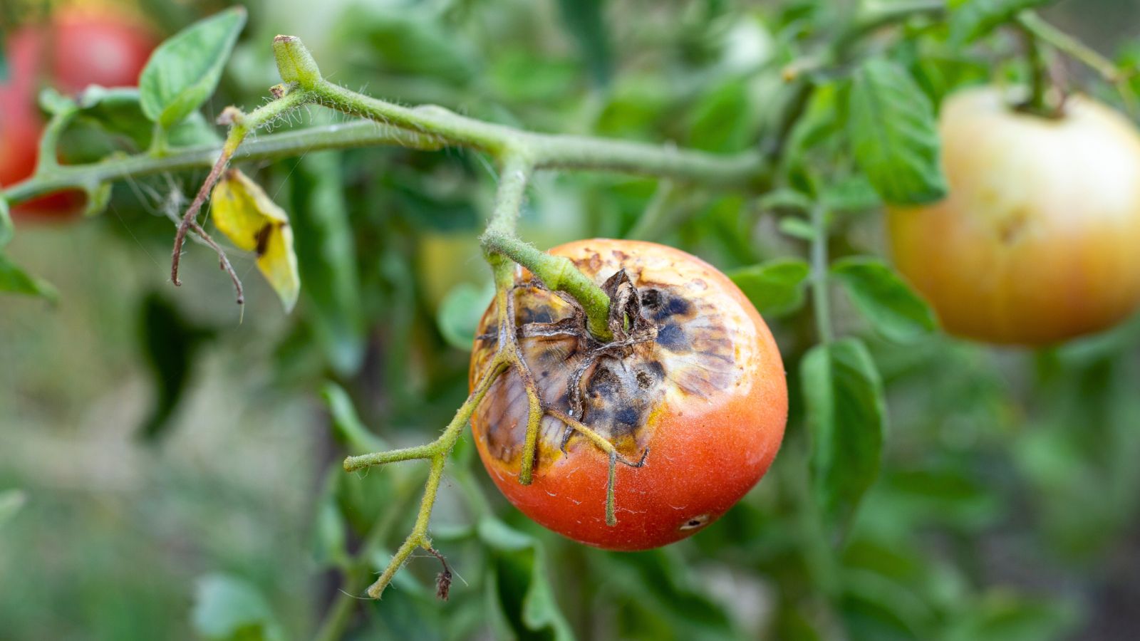 A close-up shot of a small composition of damaged and diseased round fruits, showcasing late summer tomato diseases