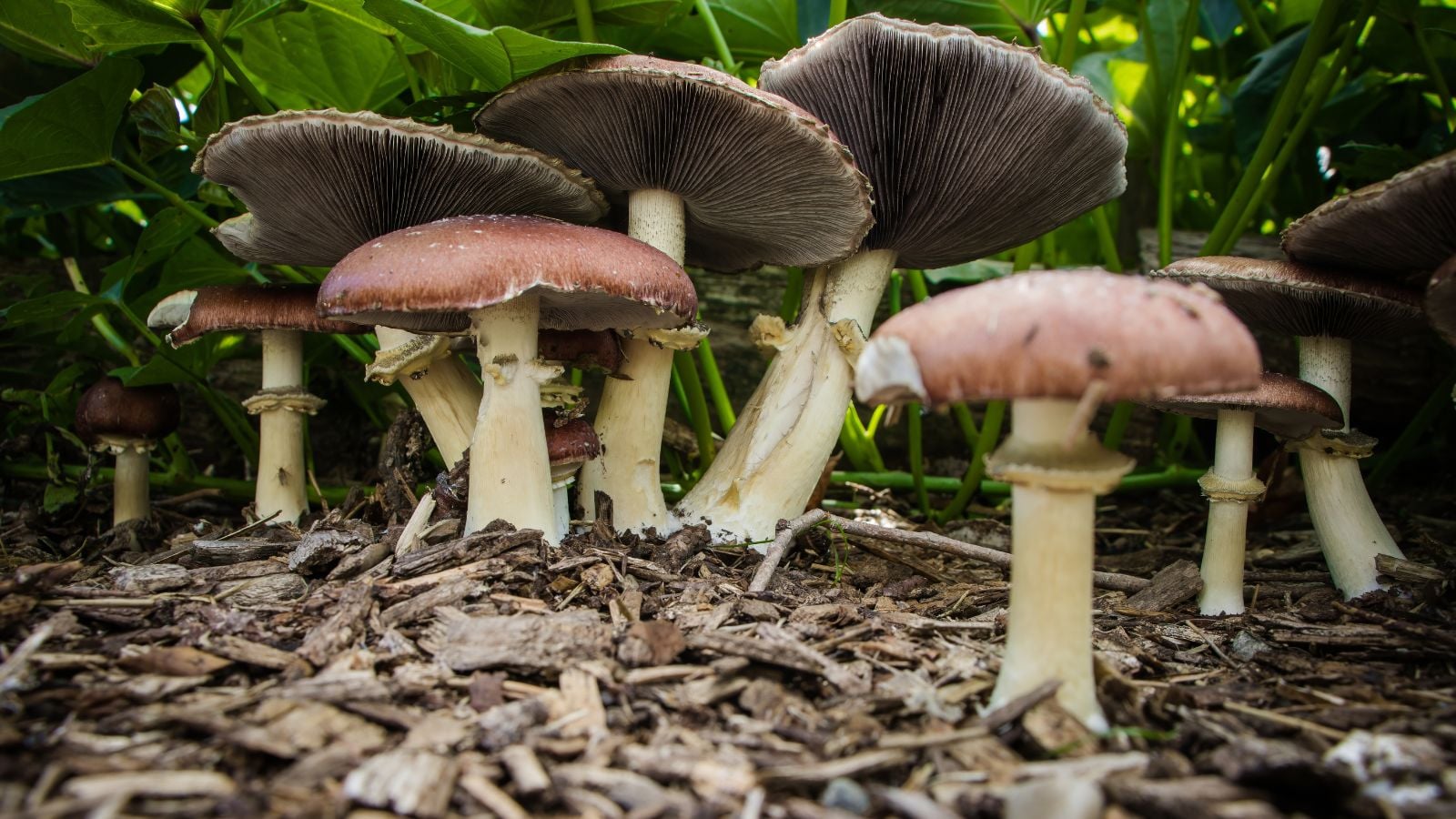 A close-up shot of a small composition of developing red-colored fungi in a bed of wood chips, in a well lit area outdoors