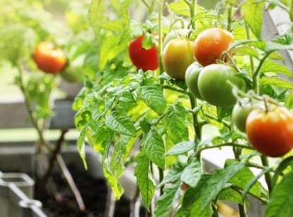 A close-up shot of a small composition of developing ripe and round fruits placed in a rectangular planter, showcasing healthy potted tomato