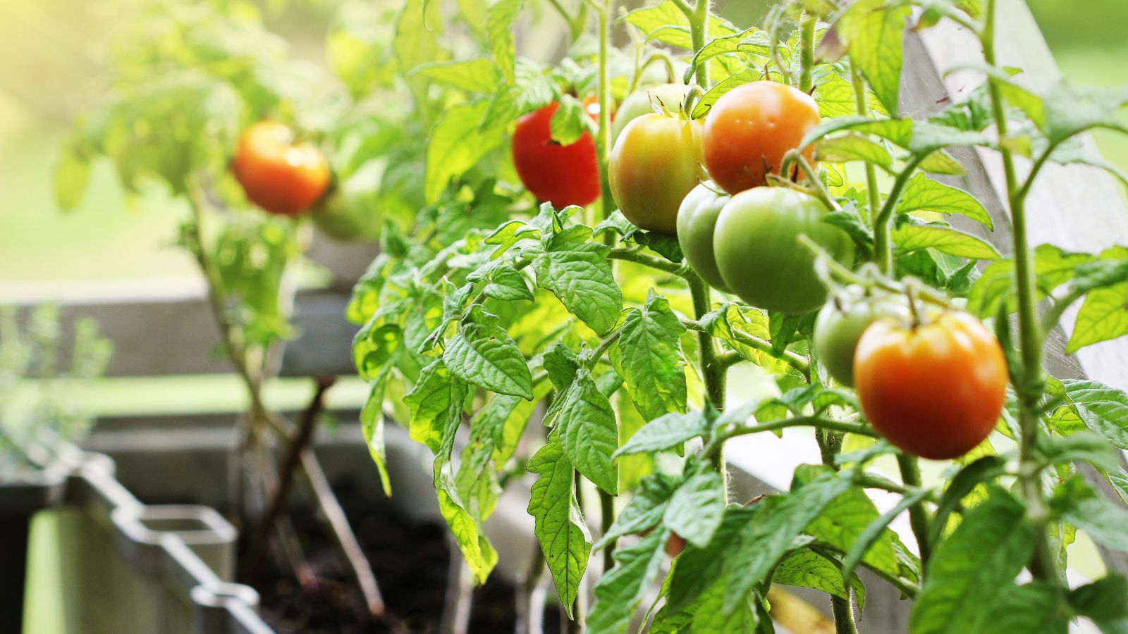 A close-up shot of a small composition of developing ripe and round fruits placed in a rectangular planter, showcasing healthy potted tomato