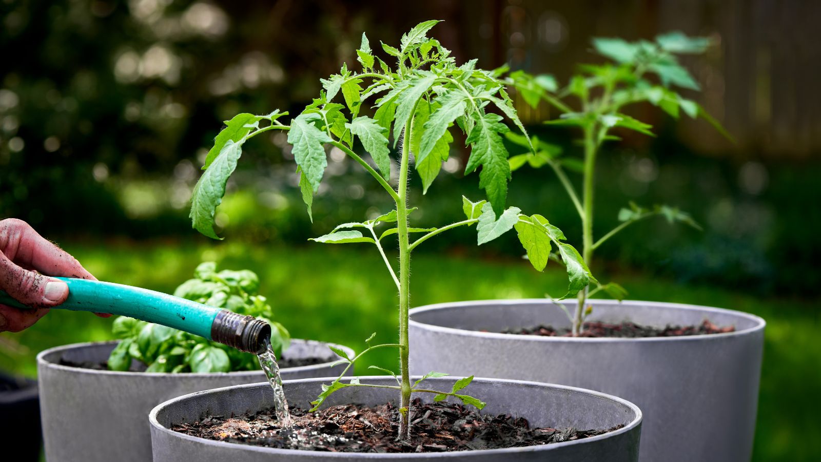 A close-up shot of a small composition of individually potted seedlings of a crop, being watered with a hose
