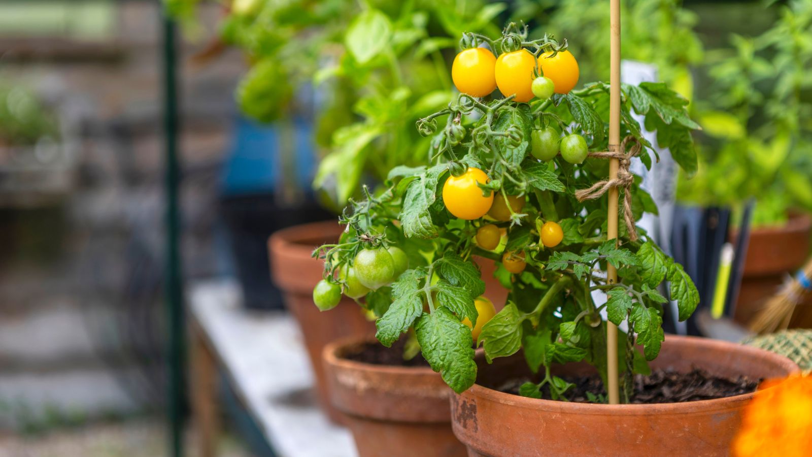 A close-up shot of a small composition of potted crops in a greenhouse area