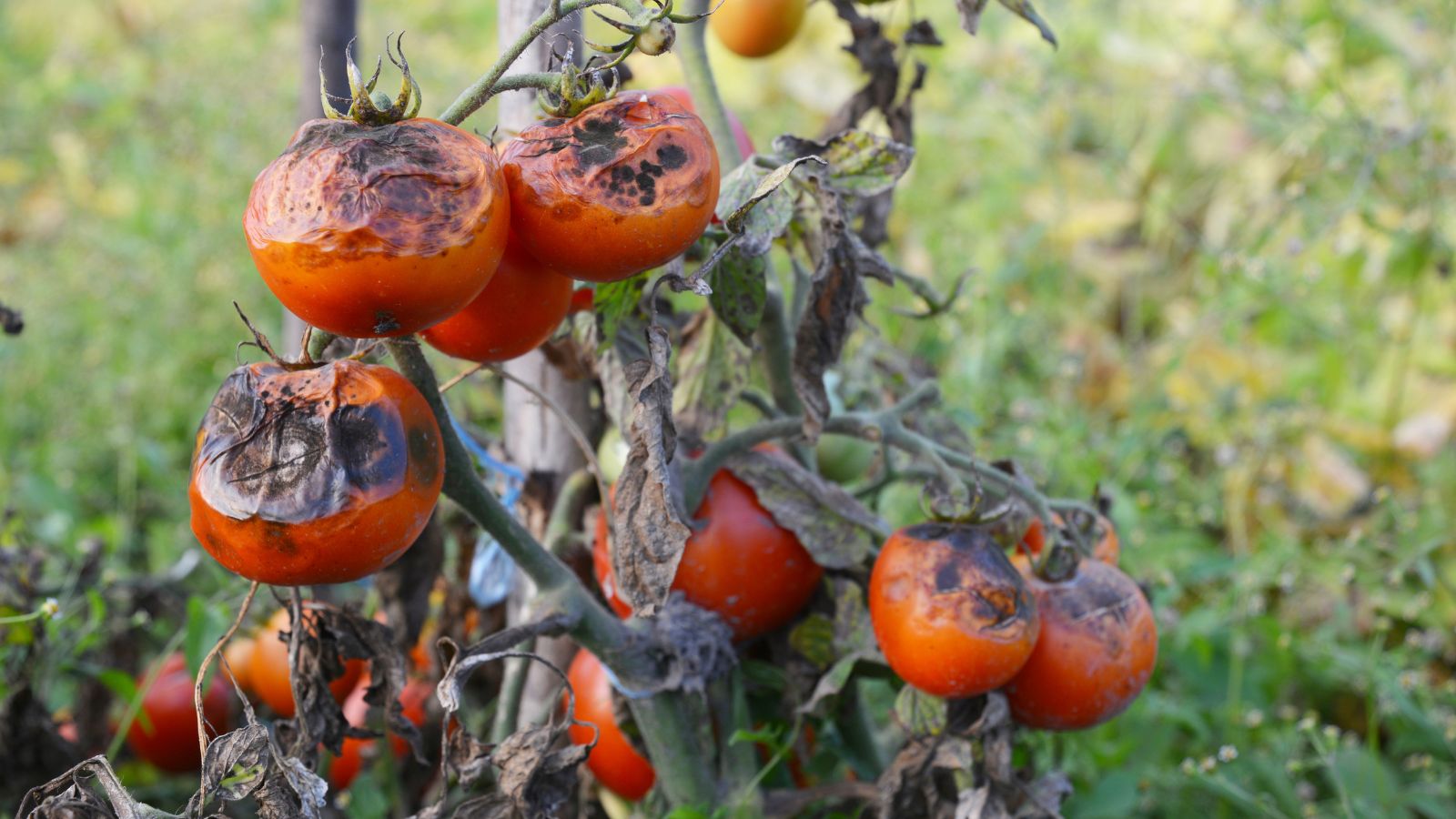 A close-up shot of a small composition of severely damaged and diseased fruits caused by the late blight