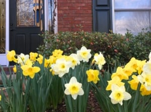 A close-up shot of a small composition of vibrant yellow flowers planted near a home, showcasing what perennial to plants in front of the house