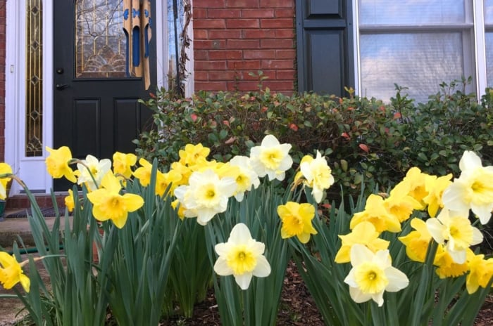 A close-up shot of a small composition of vibrant yellow flowers planted near a home, showcasing what perennial to plants in front of the house