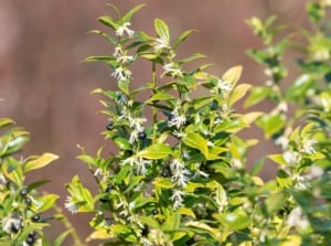 A close-up shot of a small composition of white flowers on tall green stems, showcasing the sweetbox shrub