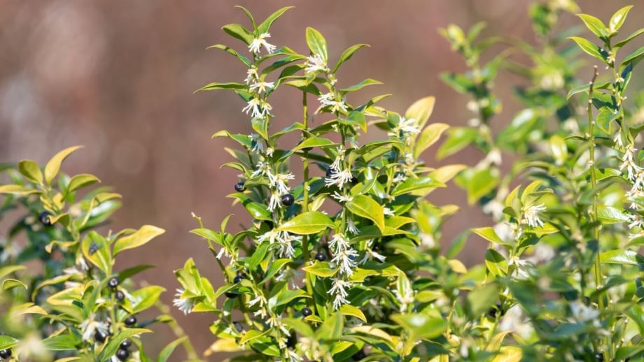 A close-up shot of a small composition of white flowers on tall green stems, showcasing the sweetbox shrub