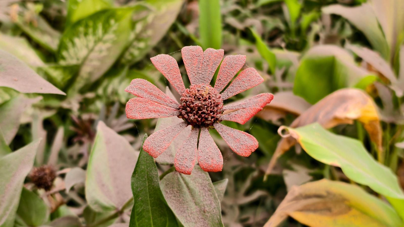 A close-up shot of a small red colored flowers and leaves covered in ash placed in a well lti area outdoors
