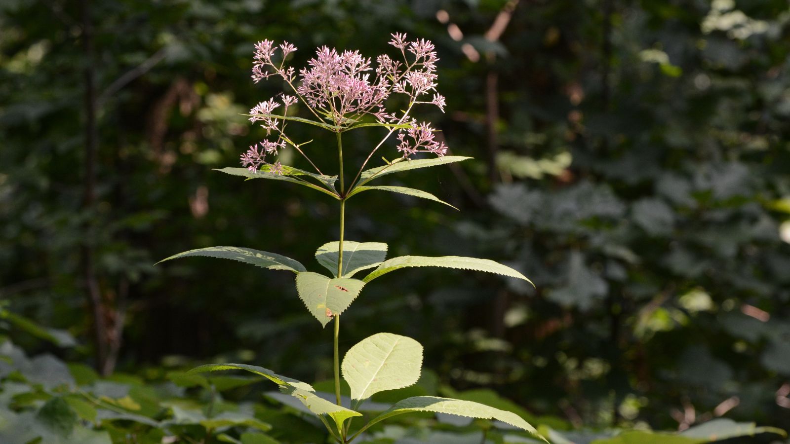 A close-up shot of a tall stem with a cluster of pink-purple flower sitting on top, all situated in a well lit area outdoors