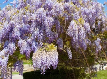 A close-up shot of a vine, with vibrant lilac colored flower clusters that is drooping down an archway, showcasing how to train wisteria