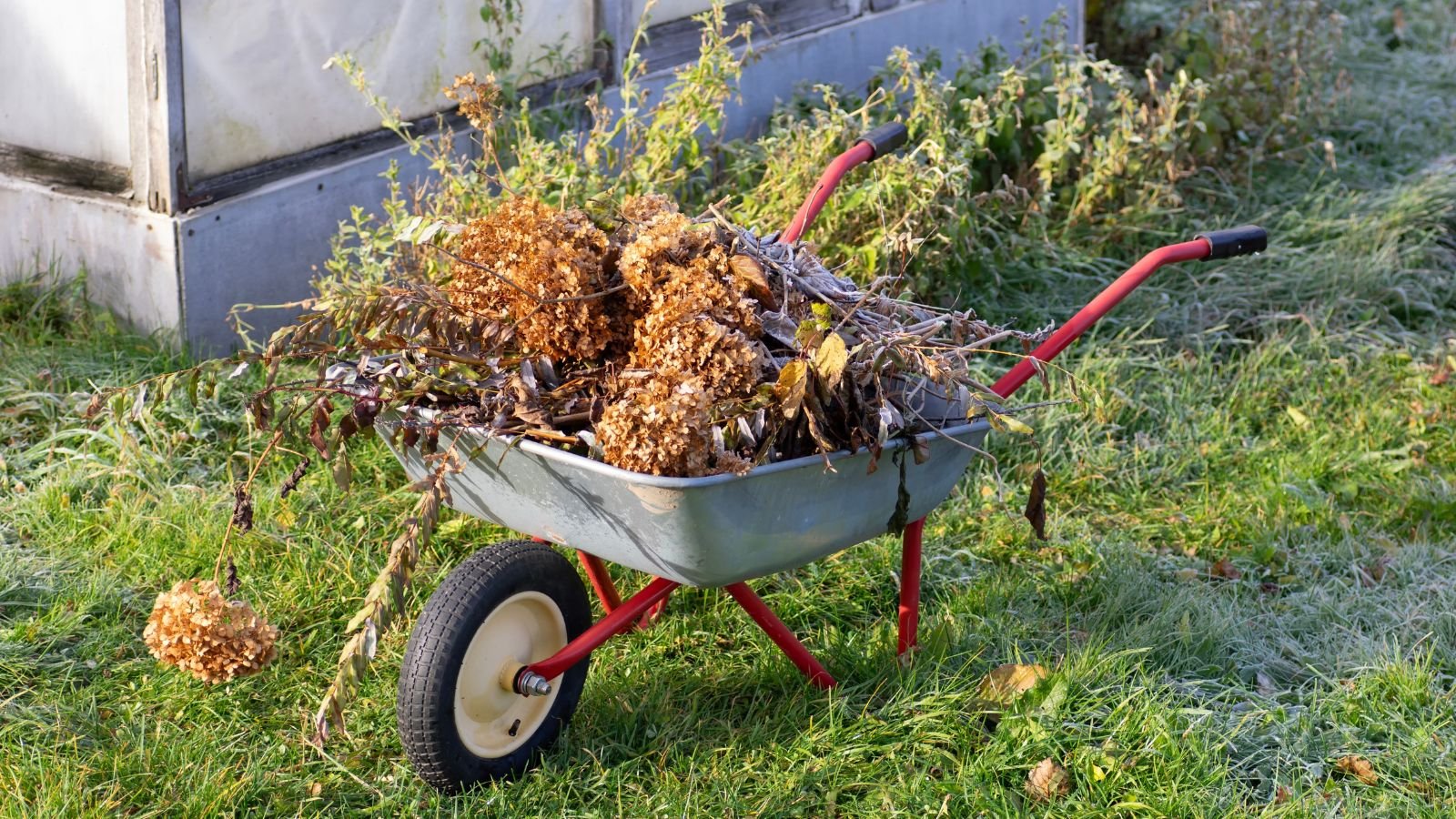 A close-up shot of a wheelbarrow filled with debris of diseased plants in a well lit area outdoors