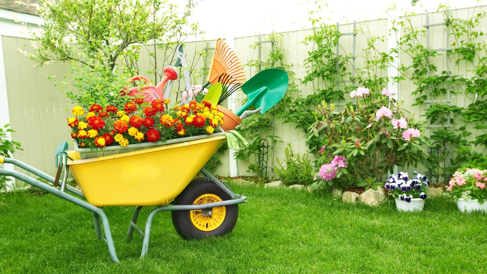 A close-up shot of a yellow colored wheelbarrow filled with flowers, tools, and equipment for gardening, all placed in a well lit yard area outdoors