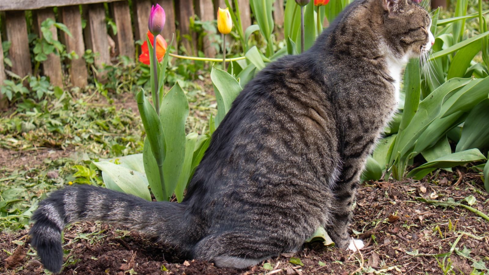 A close-up shot of an animal in the process of relieving itself in a garden area outdoors