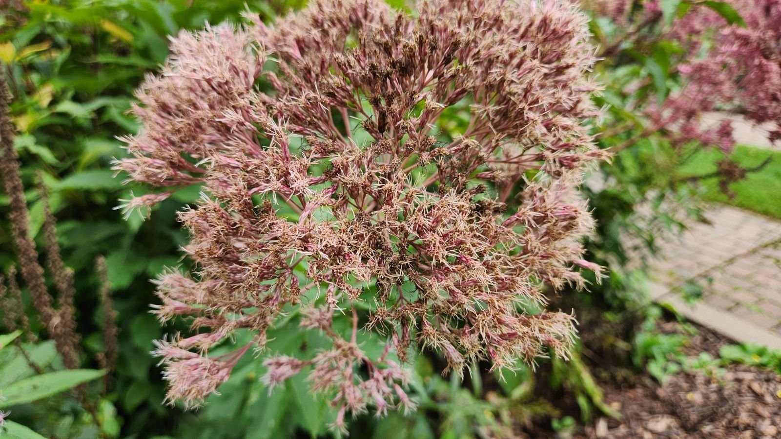 A close-up shot of dried flower heads, showcasing the seeds, growing alongside green foliage, placed in a well lit area outdoors