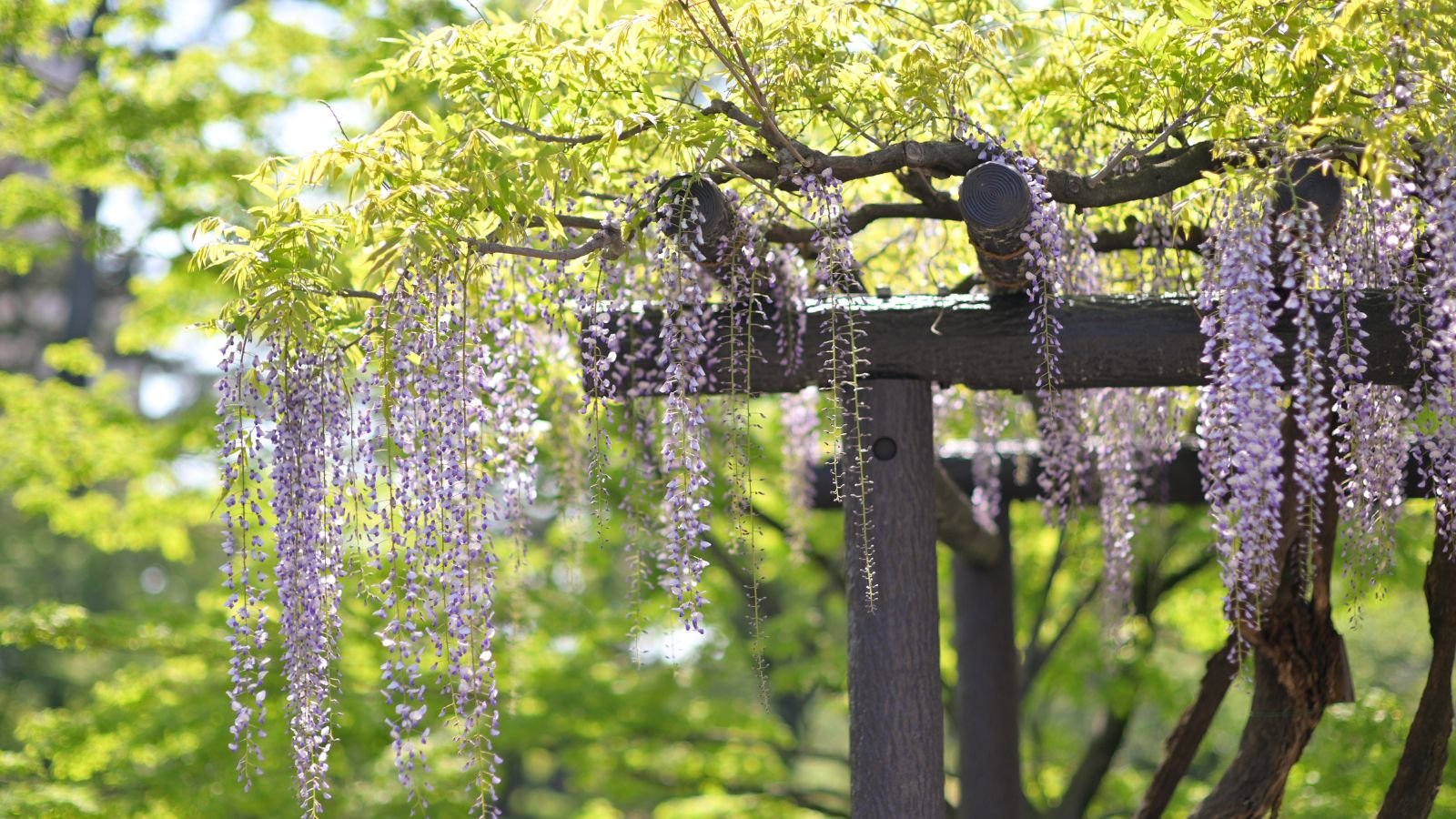 A close-up shot of several dangling purple flowers on a sturdy wooden support panel, situated in a well it area outdoors